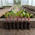 Beetroot (Dark Red Detroit)