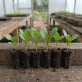 Spinach (Ford Hook Giant)