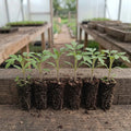 Tomato Seedlings (Emerald)