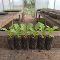 Mustard Greens (Florida Broad Leaf)