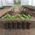 Green Pepper