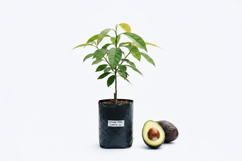Avocado Tree
