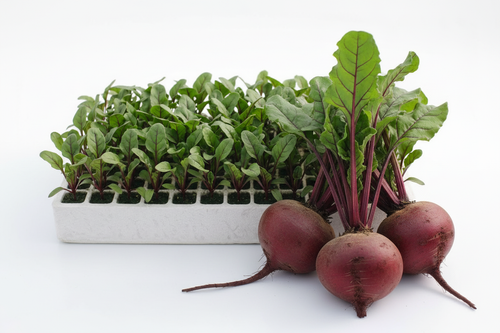 Beetroot Seedlings