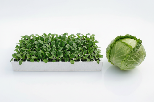 Cabbage Seedlings