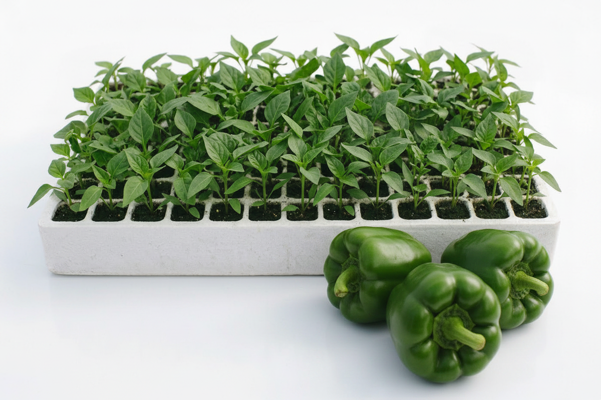 Green Pepper Seedlings
