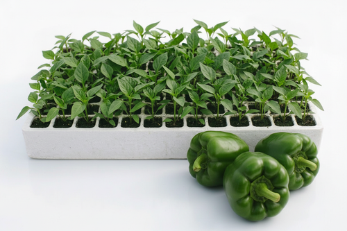 Green Pepper Seedlings