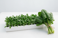 Spinach Ford Hook Giant seedlings in plug tray with a fresh bunch of mature spinach with stems