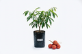 Lychee Tree