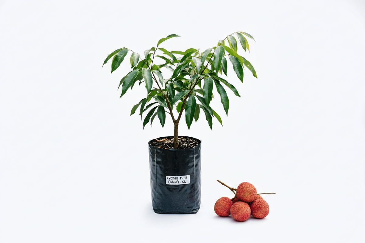 Lychee Tree