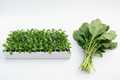 Mustard Greens Seedlings