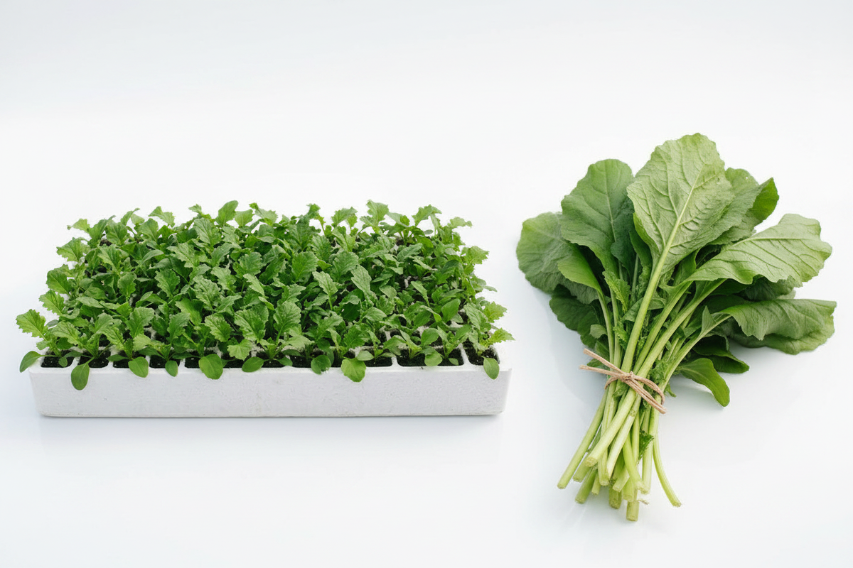 Mustard Greens Seedlings