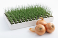 Onion Seedlings